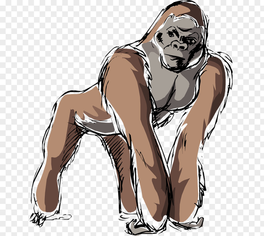 Gorilla Clipart Western Lowland Mountain Drawing Clip Art PNG