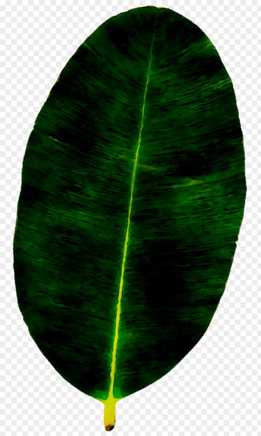 Green Leaf PNG