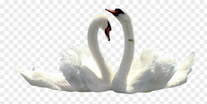 Le Cygne Mute Swan Black Tundra Wedding Clip Art PNG