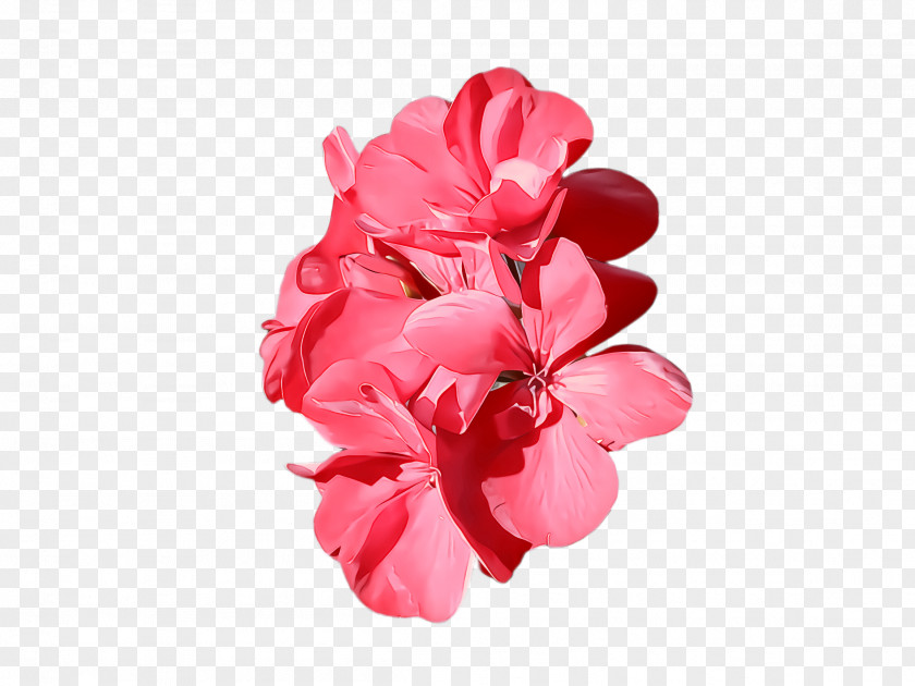 Pink Family Magenta Petal Flower Plant Cut Flowers PNG