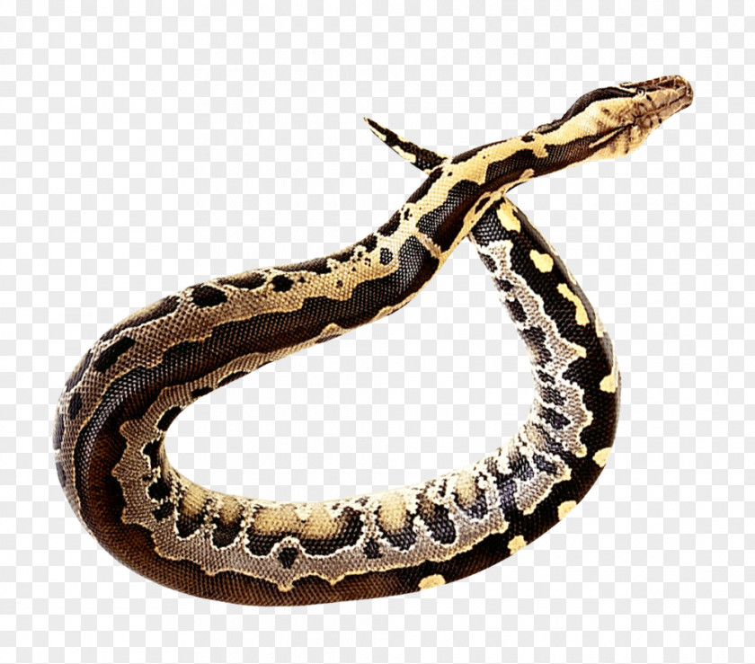 Anaconda PNG Anaconda, black and brown snake clipart PNG