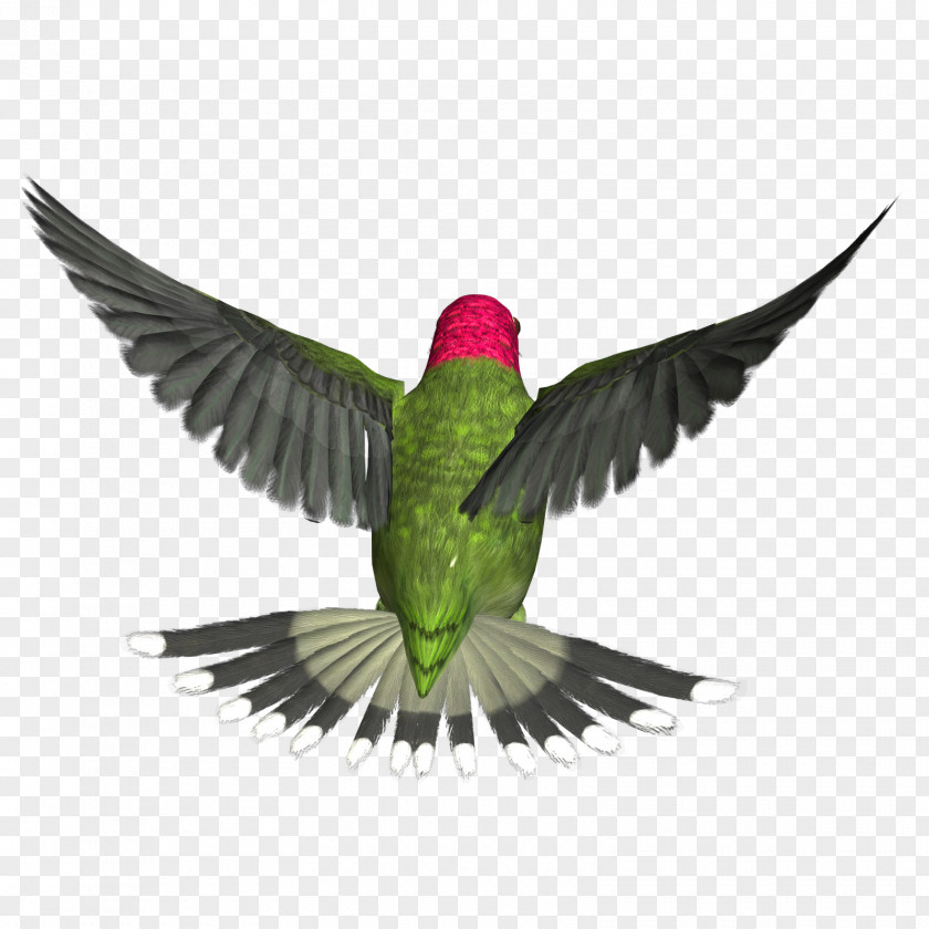 Birds Hummingbird Clip Art PNG