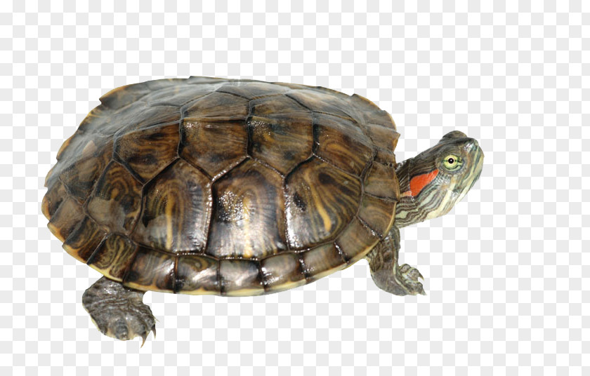 Box Turtle Transparent Red-eared Slider Yellow-bellied Reptile Pet PNG