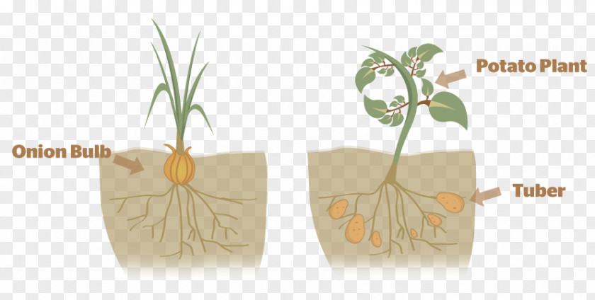 Bulb Plant Reproduction Asexual Propagation PNG