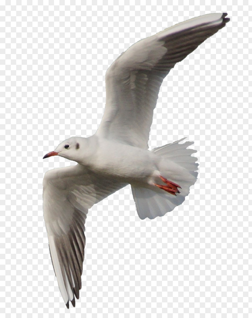 Gull European Herring Bird Flight Clip Art PNG