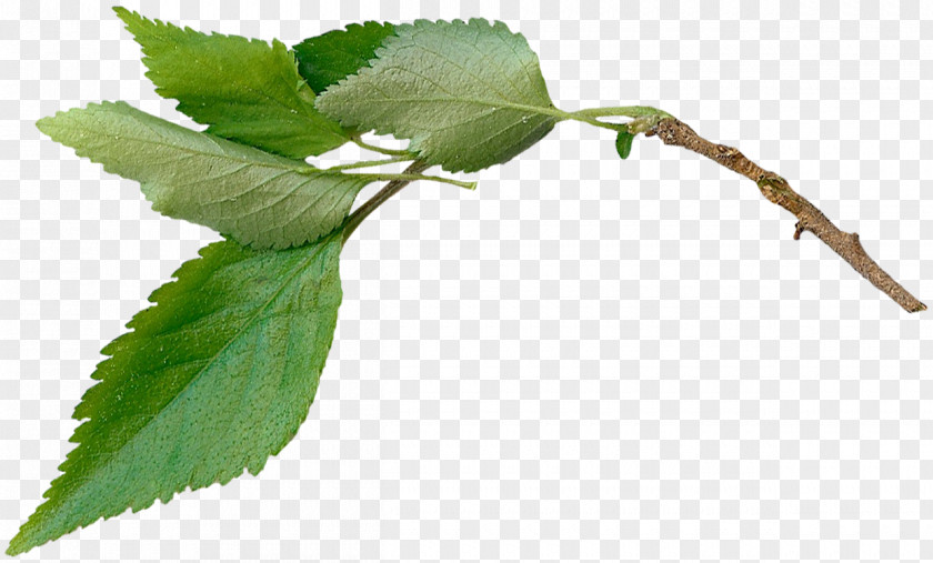 Leaf Twig Plant Stem Herb PNG