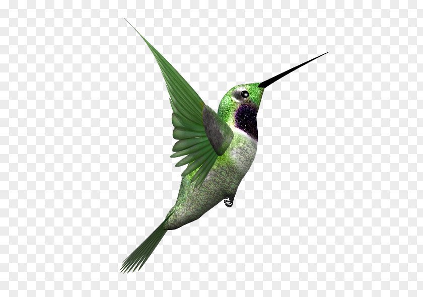 Simple Bird Hummingbird Clip Art Stock.xchng PNG