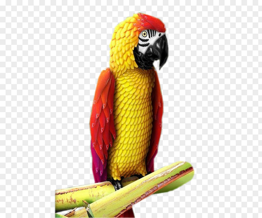 Bird Macaw Parakeet Beak PNG