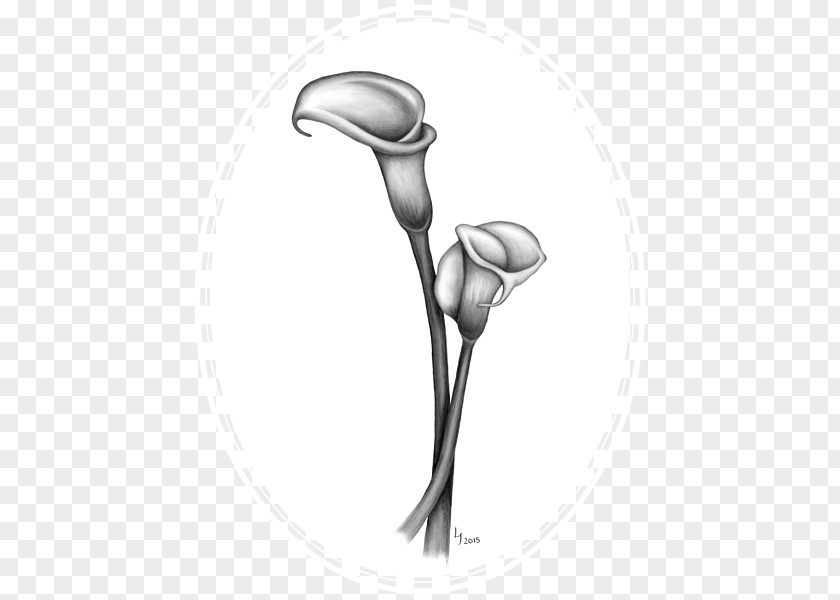 Callalily Drawing Arum-lily Lilium Art Sketch PNG