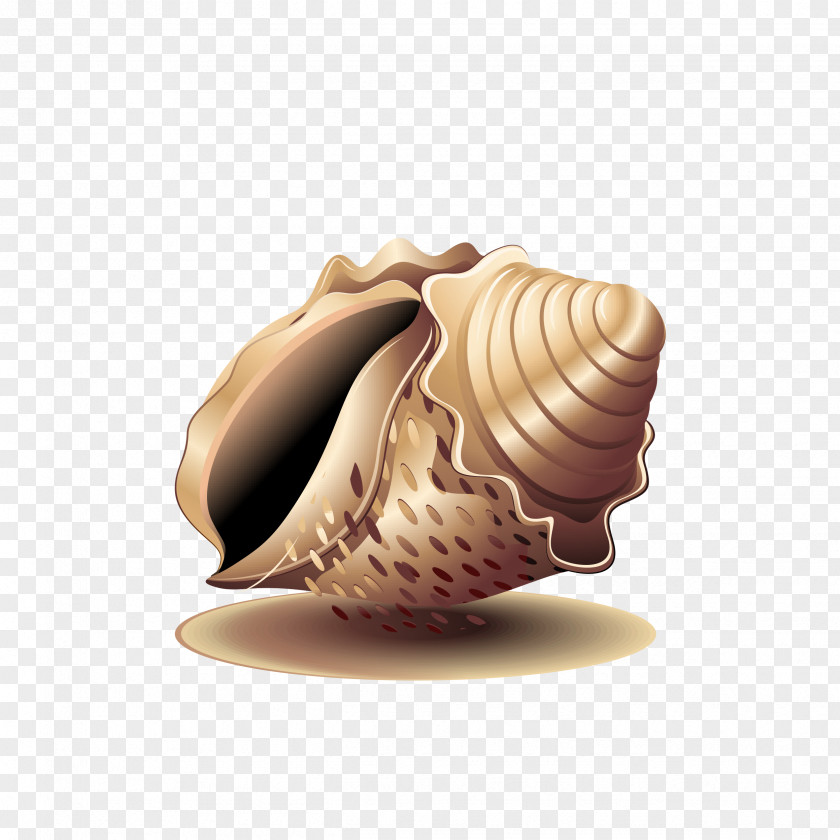 Conch Seashell Cockle Sea Snail PNG