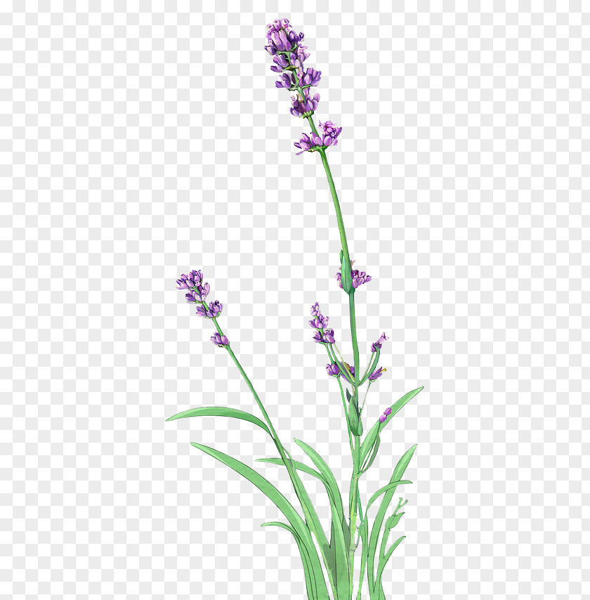 English Lavender Lossless Compression PNG