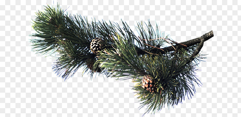 Fir Branch Pine Spruce Conifers Conifer Cone PNG
