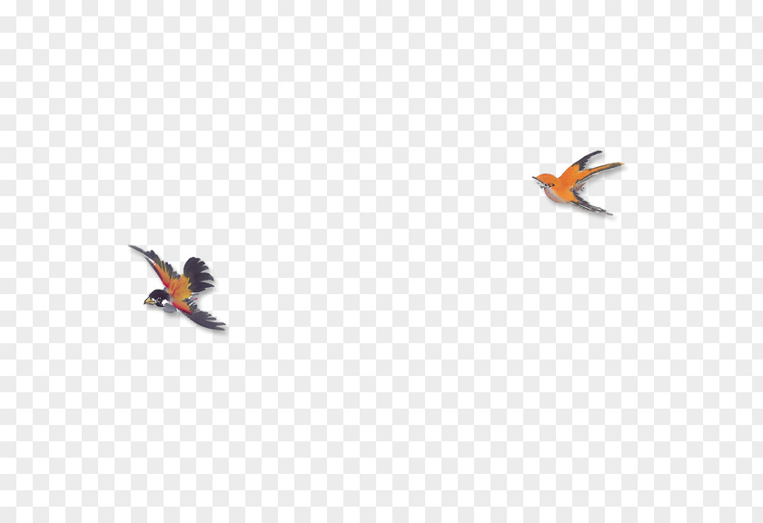 Flying Duck Mandarin Mergini PNG
