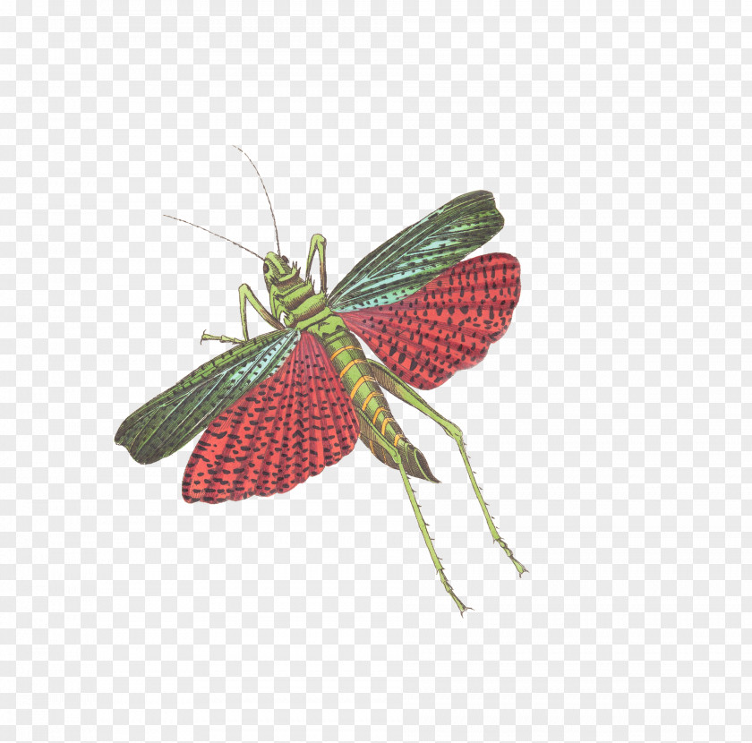 Flying Insects Insect Caelifera Grasshopper Illustration PNG