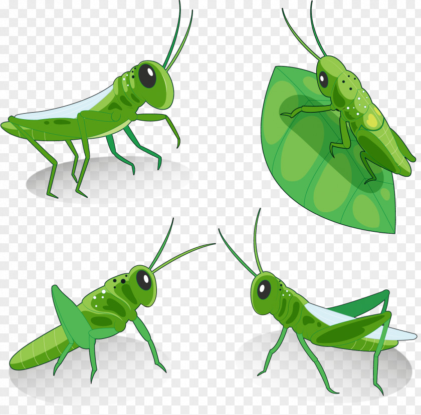 Green Grasshopper Locust Euclidean Vector Insect PNG