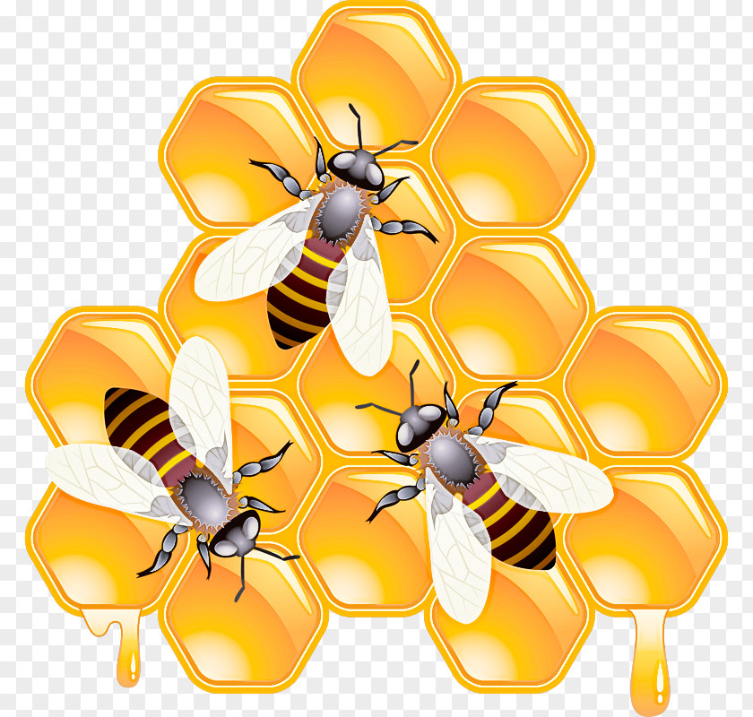 Honeybee Bee Insect Eumenidae Membrane-winged PNG