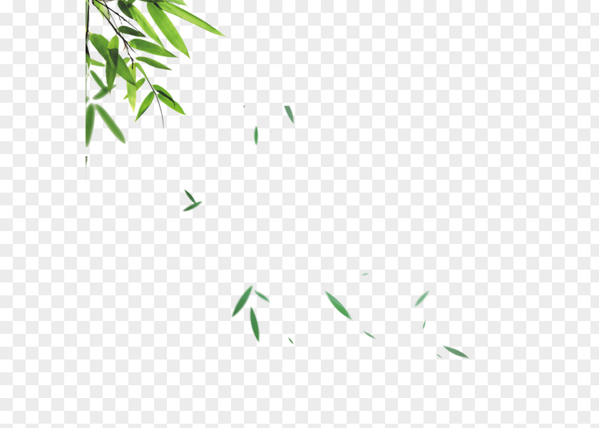 Leaf Image Bamboo Illustration PNG