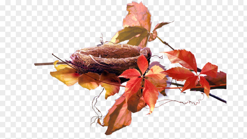 Leaf Plant Autumn Petal Clip Art PNG