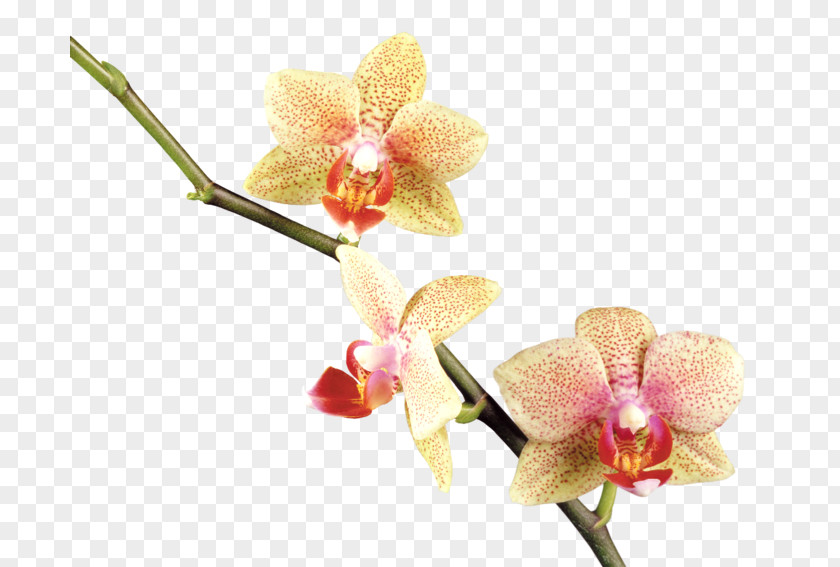 Orchids Flower Clip Art PNG