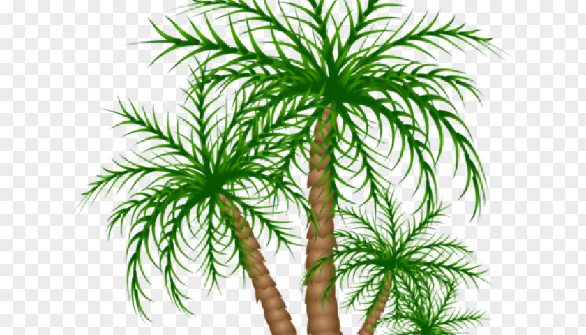 Palm Nut Vulture Asian Palmyra Trees Date Vegetation Clip Art PNG
