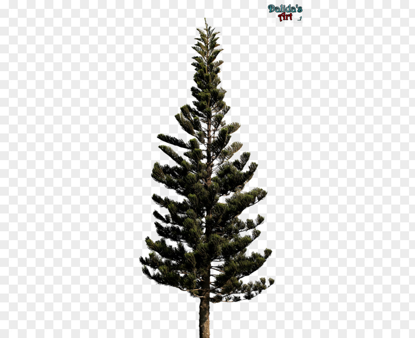 Pine Leaves Christmas Tree Blue Spruce Noble Fir PNG