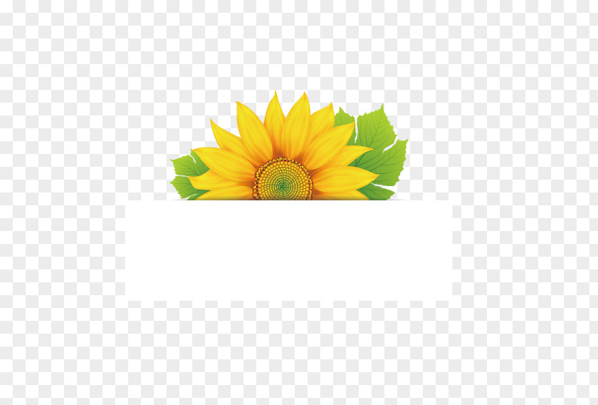 Sunflower Label Flower Euclidean Vector PNG