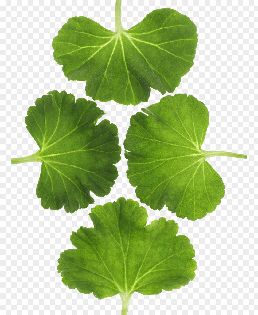 Adobo Outline Leaf Design Image Plants PNG
