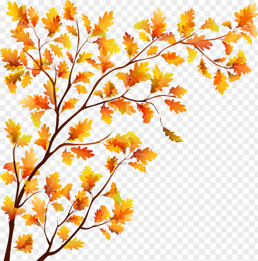 Autumn Branches Tree Leaf PNG