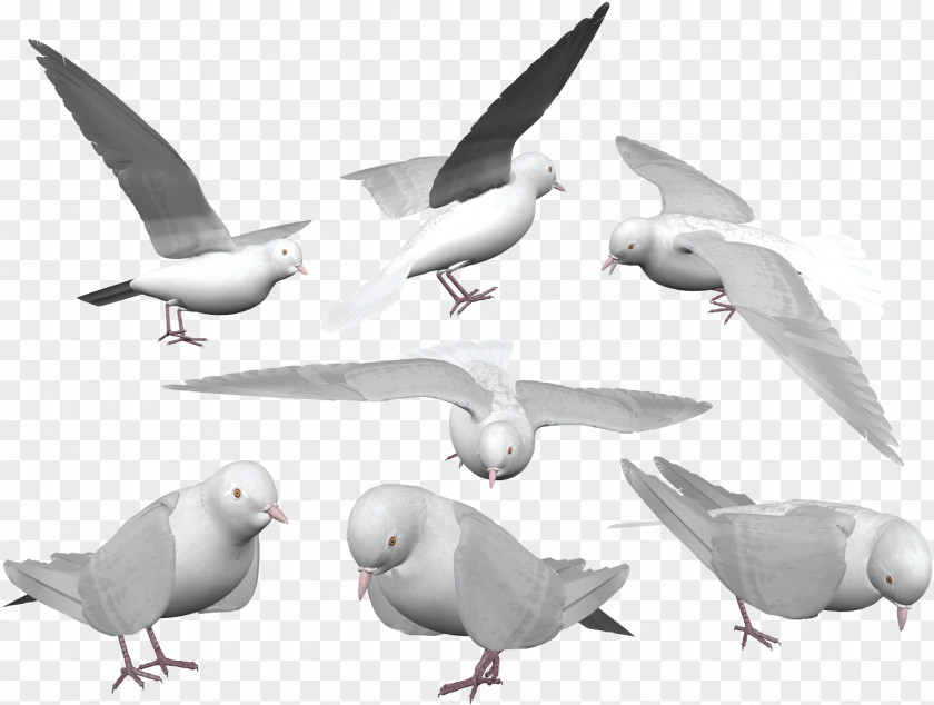Bird Homing Pigeon Columbidae Rock Dove European Herring Gull PNG