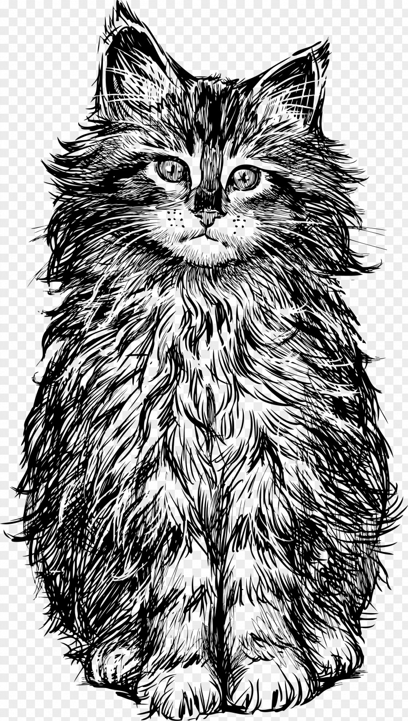 Cat Vector Kitten Drawing PNG