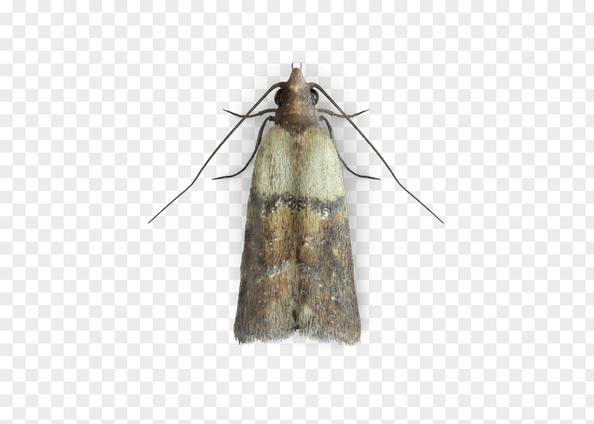 Insect Identification Indianmeal Moth Common Clothes Mite PNG