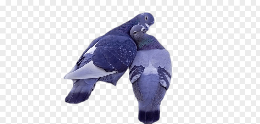 Lovely Pigeons PNG Pigeons, two rock pigeons clipart PNG