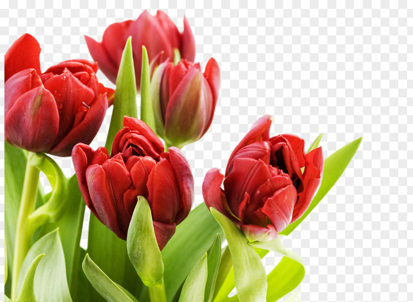 Red Tulips Tulip Flower Display Resolution Wallpaper PNG