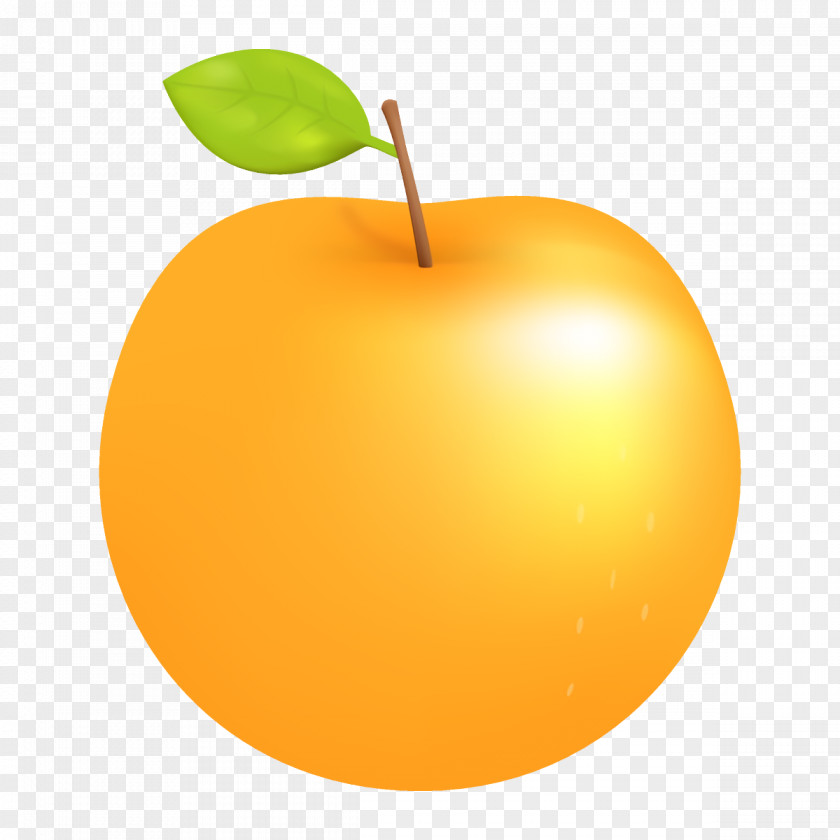 Seedless Fruit Tree Orange PNG