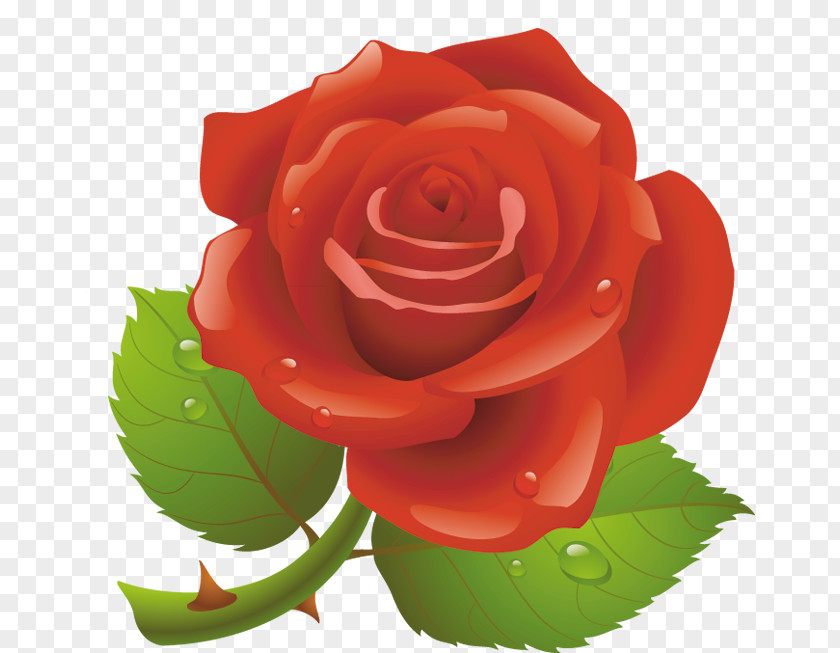 Valentine's Day Red Rose Clip Art PNG