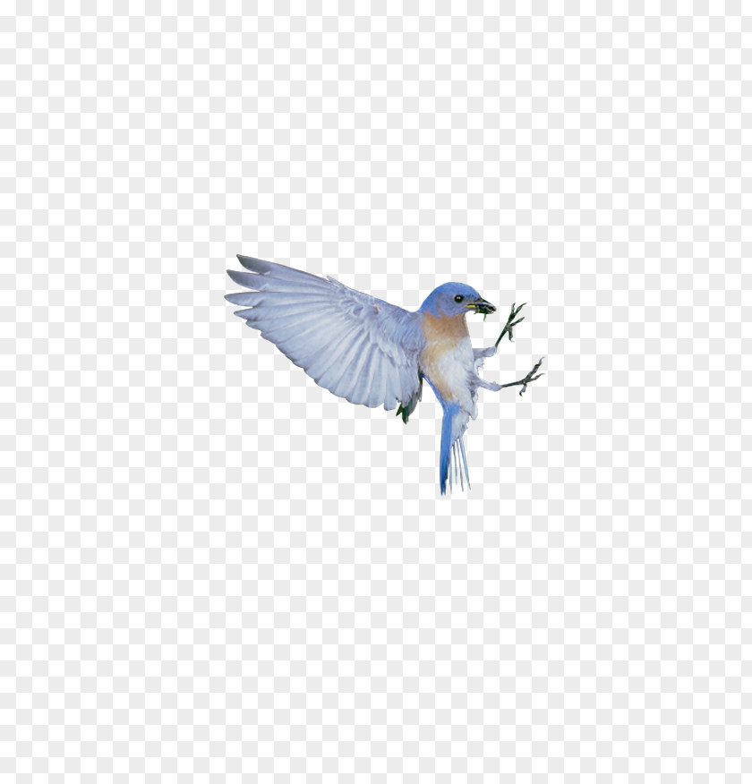 White Sparrow The Blue Bird Syndrome Happiness PNG