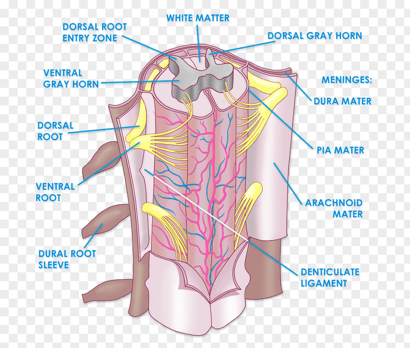 Arm The Spinal Cord Anatomy Vertebral Column Physiology PNG