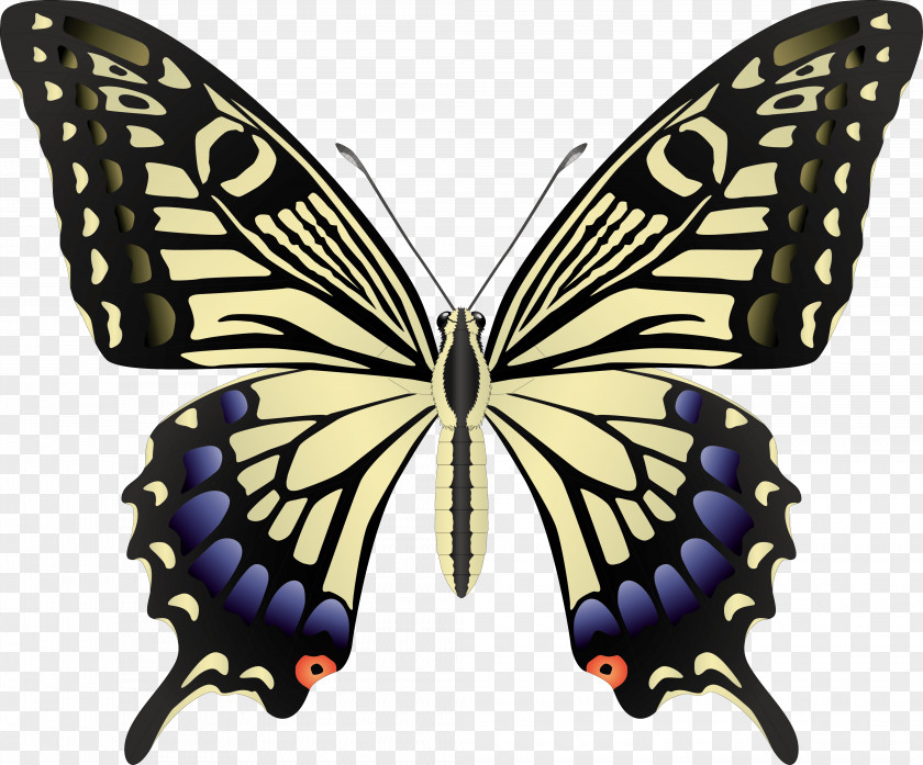 Butterflies Butterfly Black Swallowtail Insect PNG