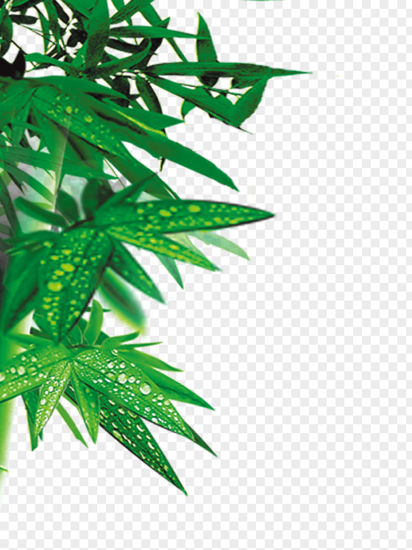 Green Bamboo Leaves Download PNG