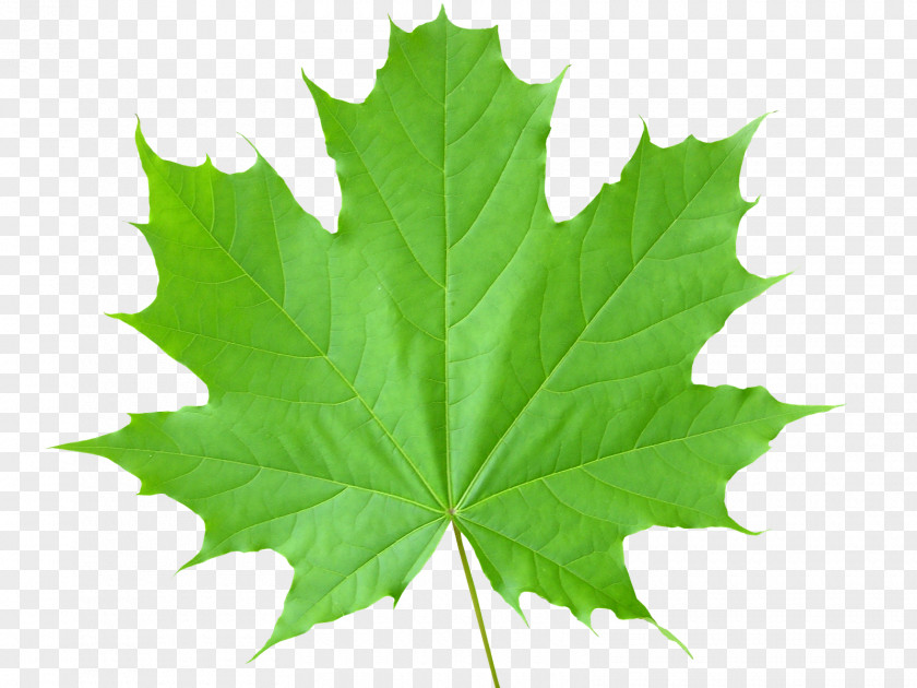 Green Leaf Maple Clip Art PNG