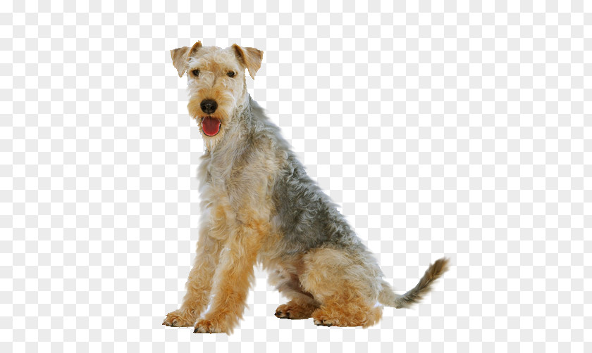 Lakeland Terrier Rescue Welsh Airedale Wire Hair Fox Dog Breed PNG
