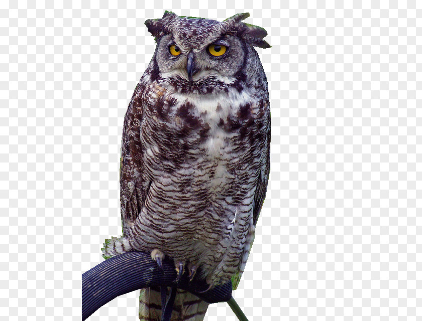 Owl Great Grey Bird Duck Beak PNG