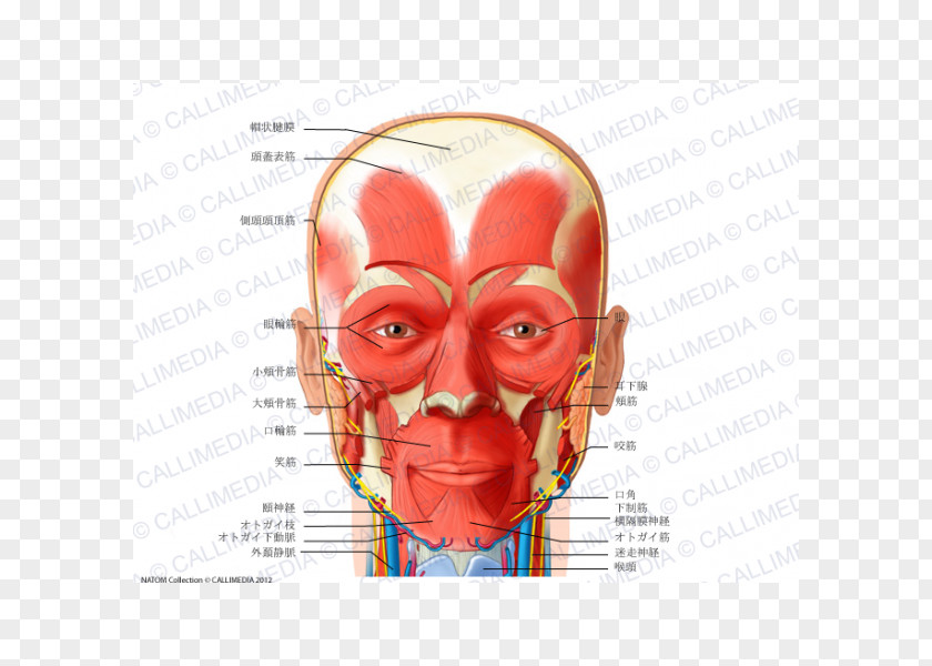 Anterior Triangle Of The Neck Muscle Head And Anatomy Human Body PNG