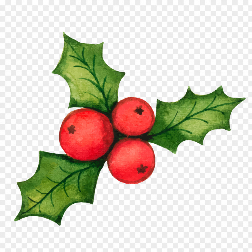 Christmas Holly Decorations Vector Material Common Decoration Clip Art PNG