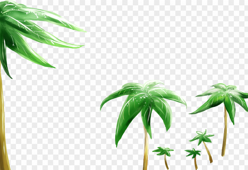 Coconut Tree Beauty High-definition Television Display Resolution Wallpaper PNG