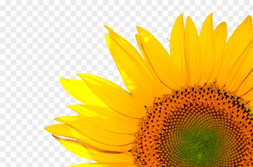 Ink Droplets Pastel Plant Sunshine Yellow Common Sunflower Desktop Wallpaper Life Coach Seed PNG