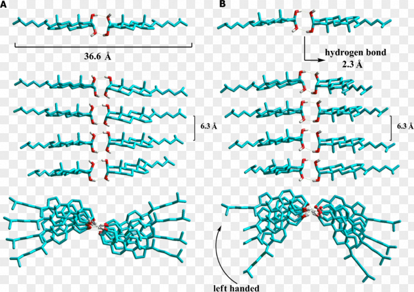 Line Point Organism Angle Product PNG