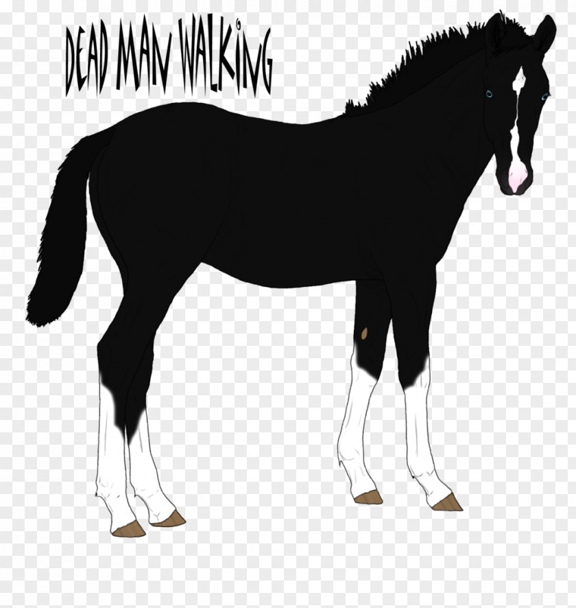 Mustang Mane Foal Stallion Colt PNG