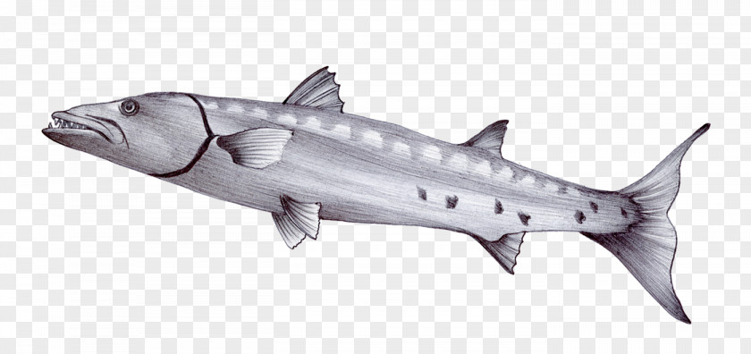 Sea Barracuda Drawing Sketch PNG