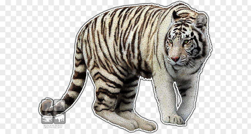 Tiger Bengal White Whiskers Wildlife PNG